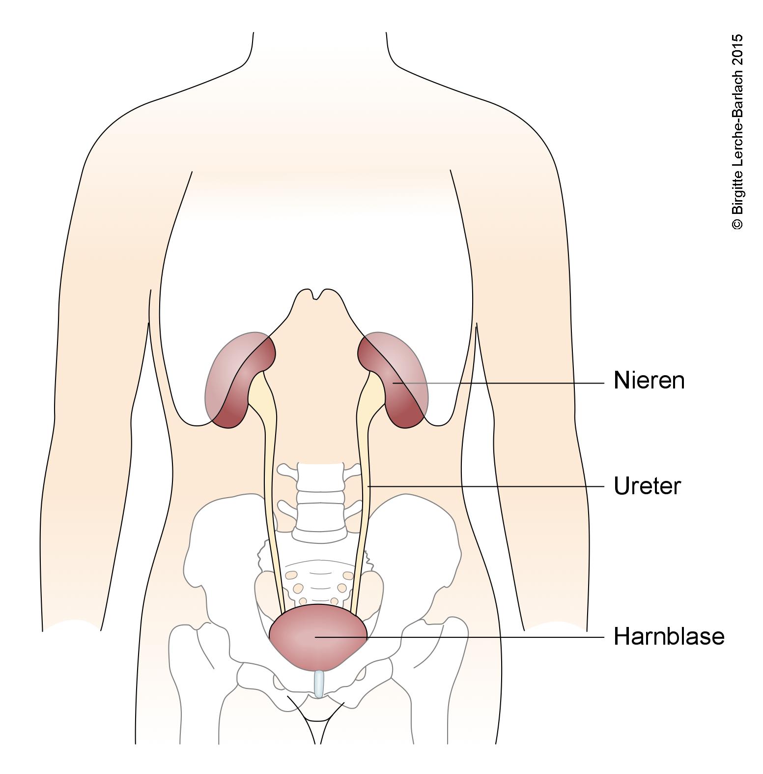 Nieren Harnwege.jpg Nieren Harnwege.jpg