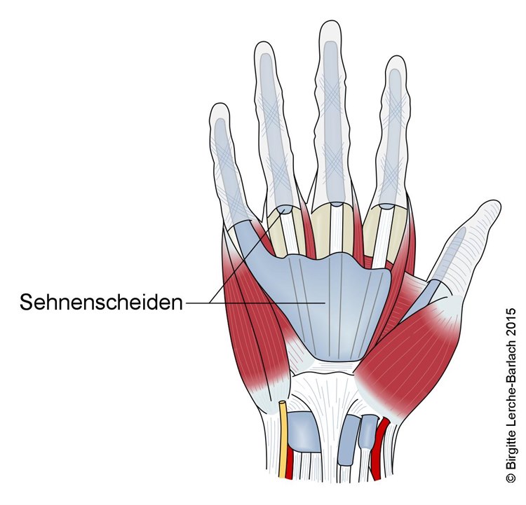 Muskelsehnen der Hand Muskelsehnen der Hand
