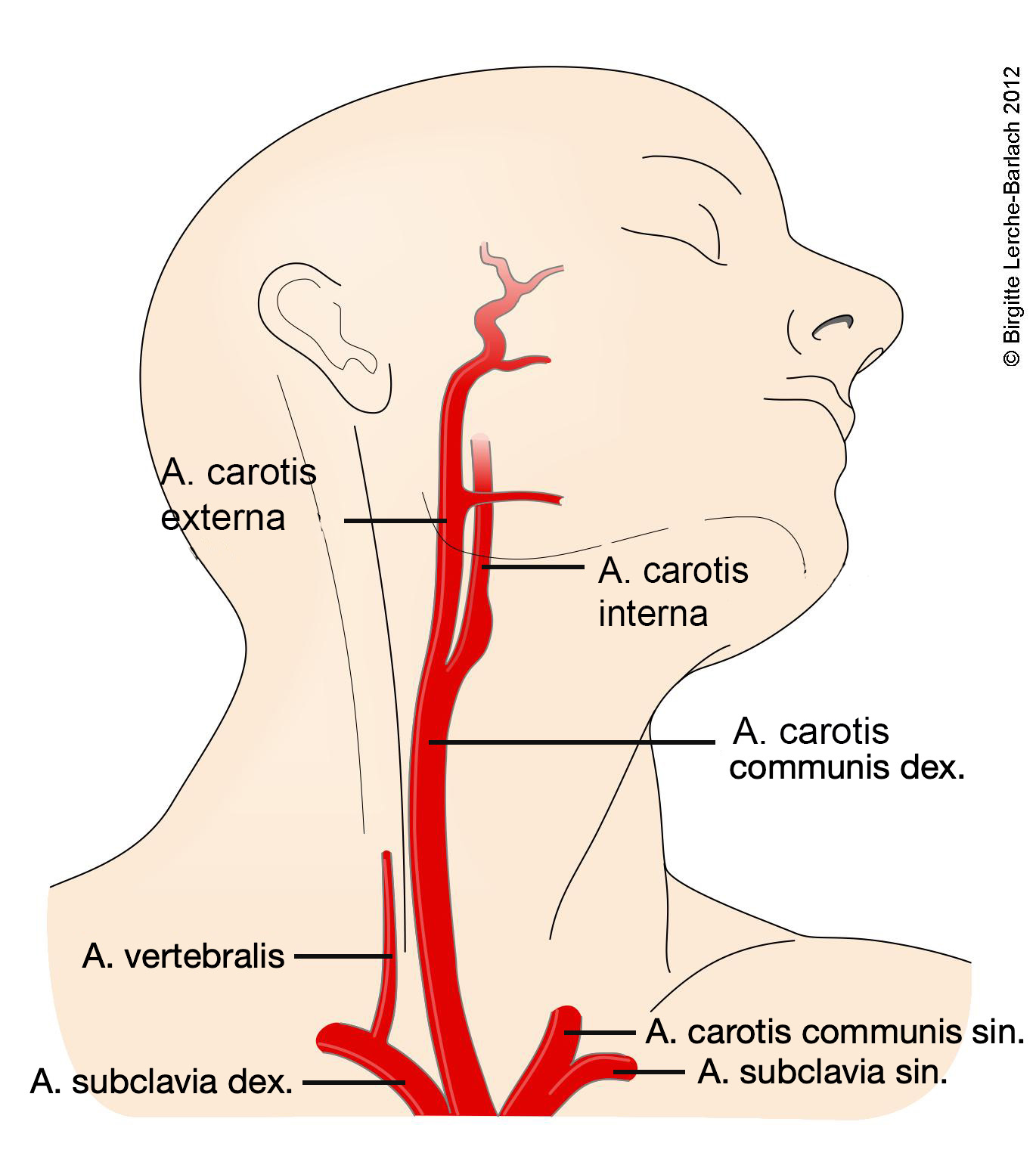 Arteriae carotis und vertebrali 6710-2-arteria-carotis no.jpg