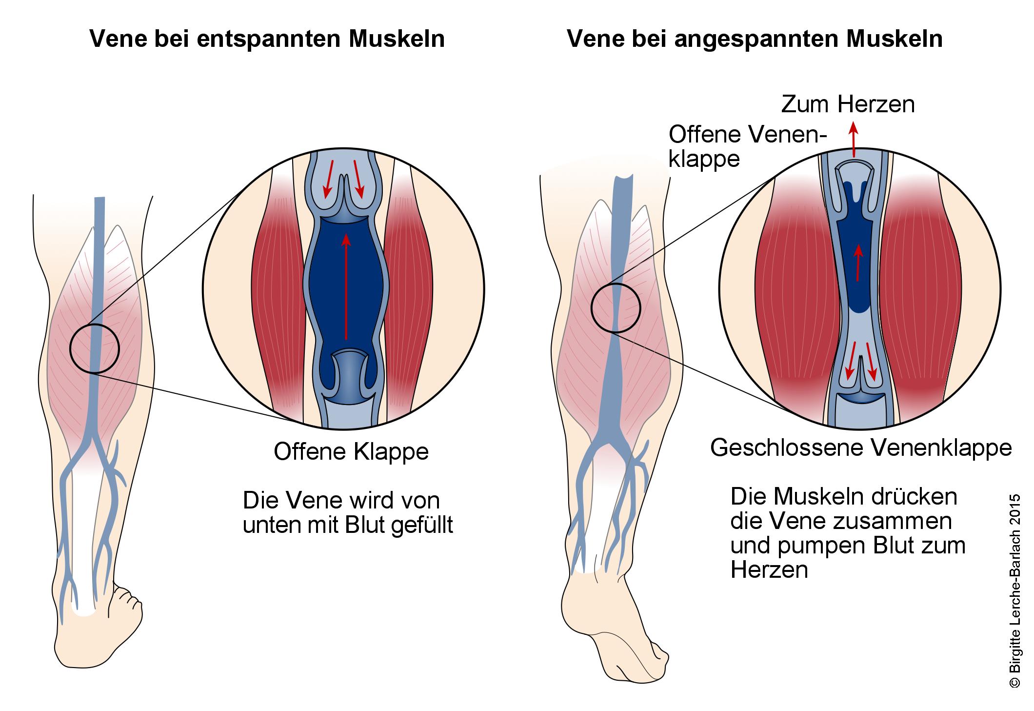 Venen und Muskelpumpe Venen und Muskelpumpe