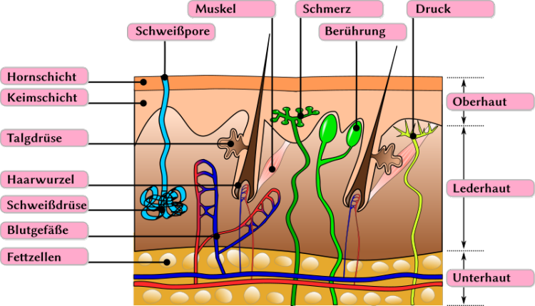 Querschnitt durch die Haut Schemazeichnung_haut.svg.png