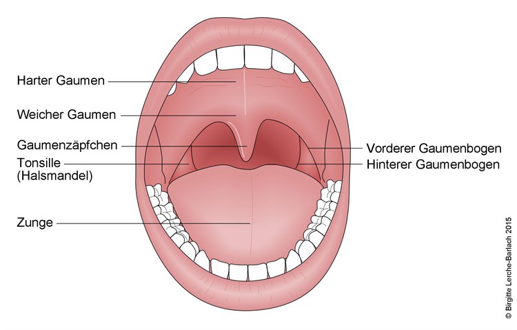 Mundhöhle Mundhöhle