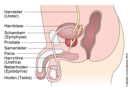 Männliche Geschlechtsorgane Bekken - tverrsnitt blære, prostata, scrotum og urinveier