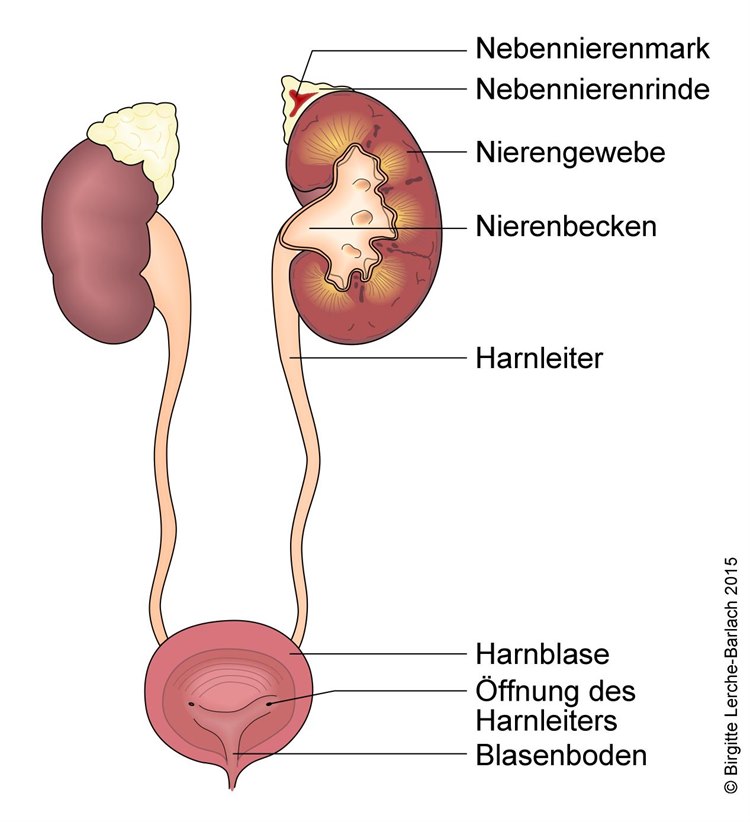 Nieren – Nebennieren – Harnblase – Harnwege Nieren – Nebennieren – Harnblase – Harnwege