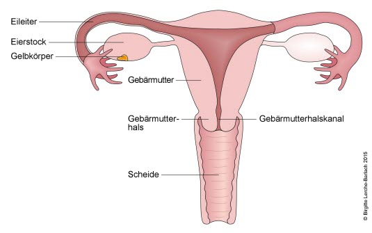 Gebärmutter, Frontalansicht Gebärmutter, Frontalansicht