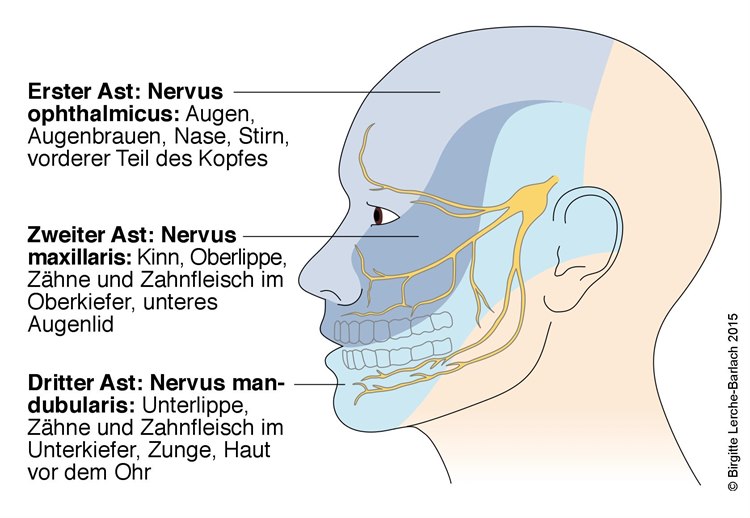 Trigeminusnerv, Innervationsgebiet Die Zeichnung zeigt das Innervationsgebiet des Trigeminusnervs.