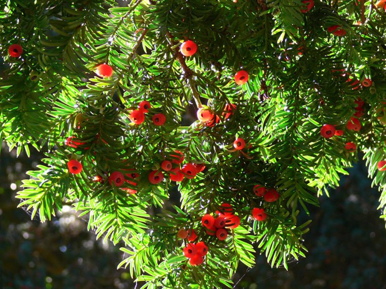 Europäische Eibe (Taxus baccata) (Quelle: Wikimedia https://commons.wikimedia.org/wiki/File:Yew_Berries.jpg) 800px-Yew_Berries.jpg