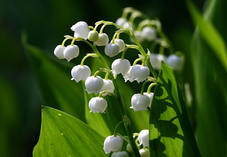 Maiglöckchen (Quelle: Wikimedia https://commons.wikimedia.org/wiki/File:Lily_of_the_valley_777.jpg) 800px-Lily_of_the_valley_777.jpg
