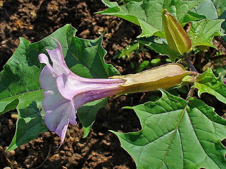 Stechapfel (Quelle: Wikimedia https://commons.wikimedia.org/wiki/File:Datura_stramonium_002.JPG) Datura_stramonium_002.JPG