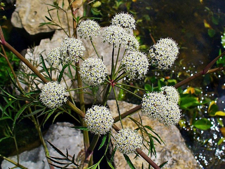 Wasserschierling (Quelle: Wikimedia https://commons.wikimedia.org/wiki/File:Cicuta_virosa_002.JPG) Cicuta_virosa_002.JPG