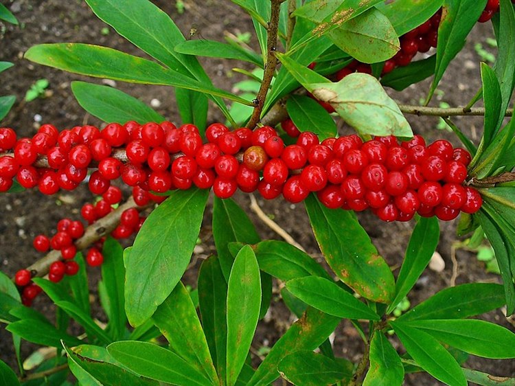 Seidelbast (Quelle: Wikimedia https://commons.wikimedia.org/wiki/File:Daphne_mezereum_003.JPG) Daphne_mezereum_003.JPG