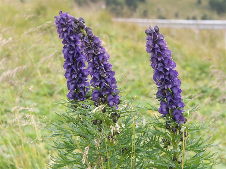 Eisenhut (Quelle: Wikimedia https://commons.wikimedia.org/wiki/File:Aconitum-napellus_4435.jpg) 800px-Aconitum-napellus_4435.jpg