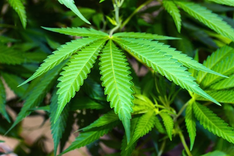 Die Cannabispflanze Die Cannabispflanze