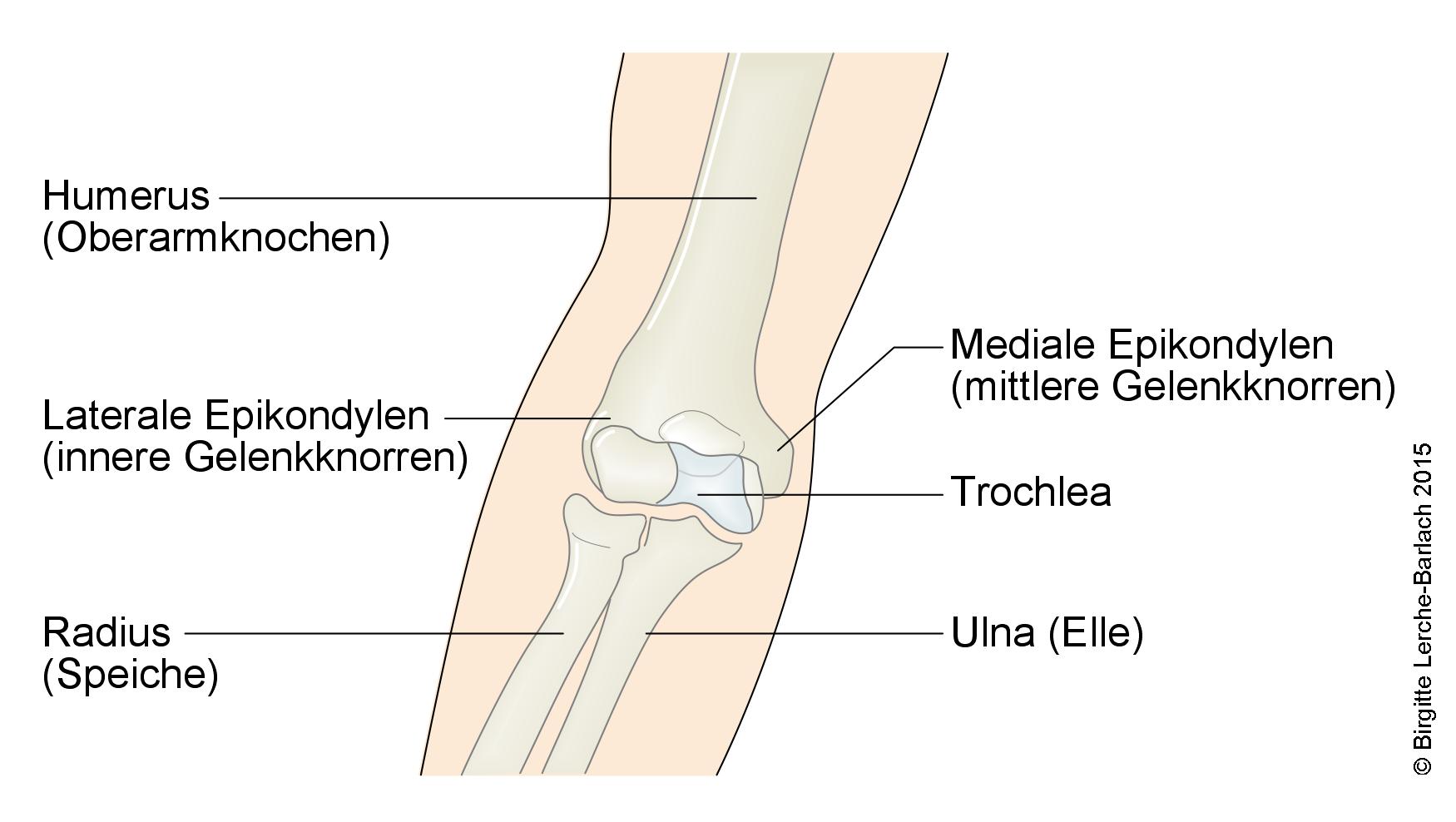 Ellenbogengelenk Ellenbogengelenk