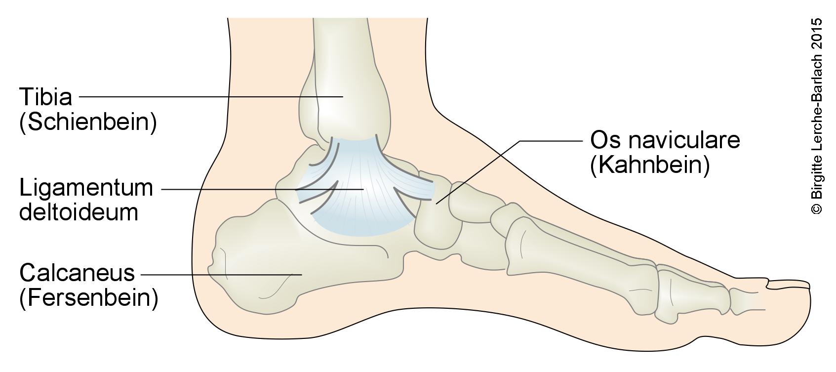 Sprunggelenk Sprunggelenksbaender med.jpg