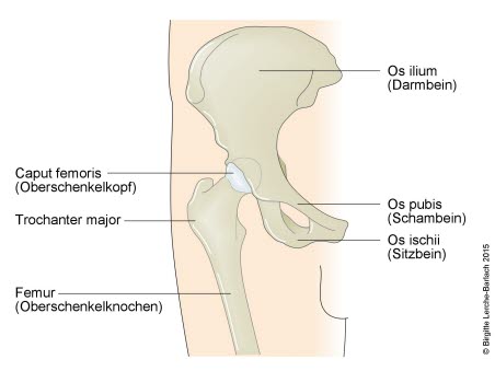 Hüftgelenk Hüftgelenk