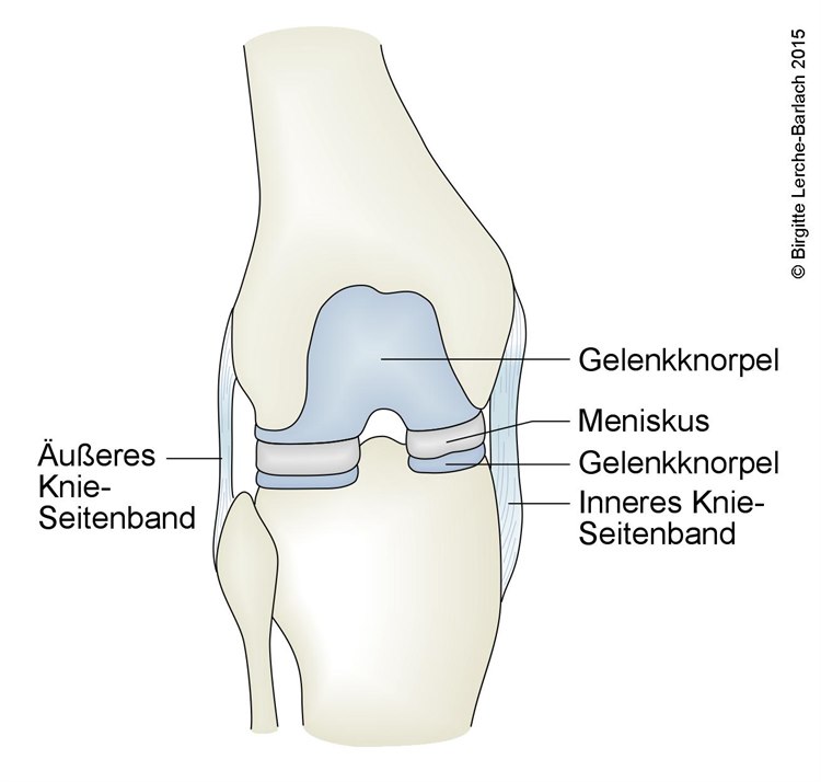 Kniegelenk mit Meniskus Kniegelenk mit Meniskus