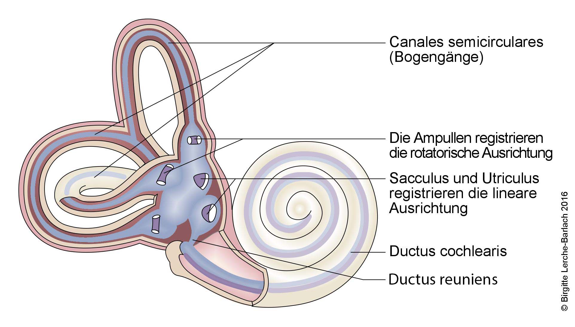 Cochlea und Vestibulum Cochlea und Vestibulum_korr.jpg