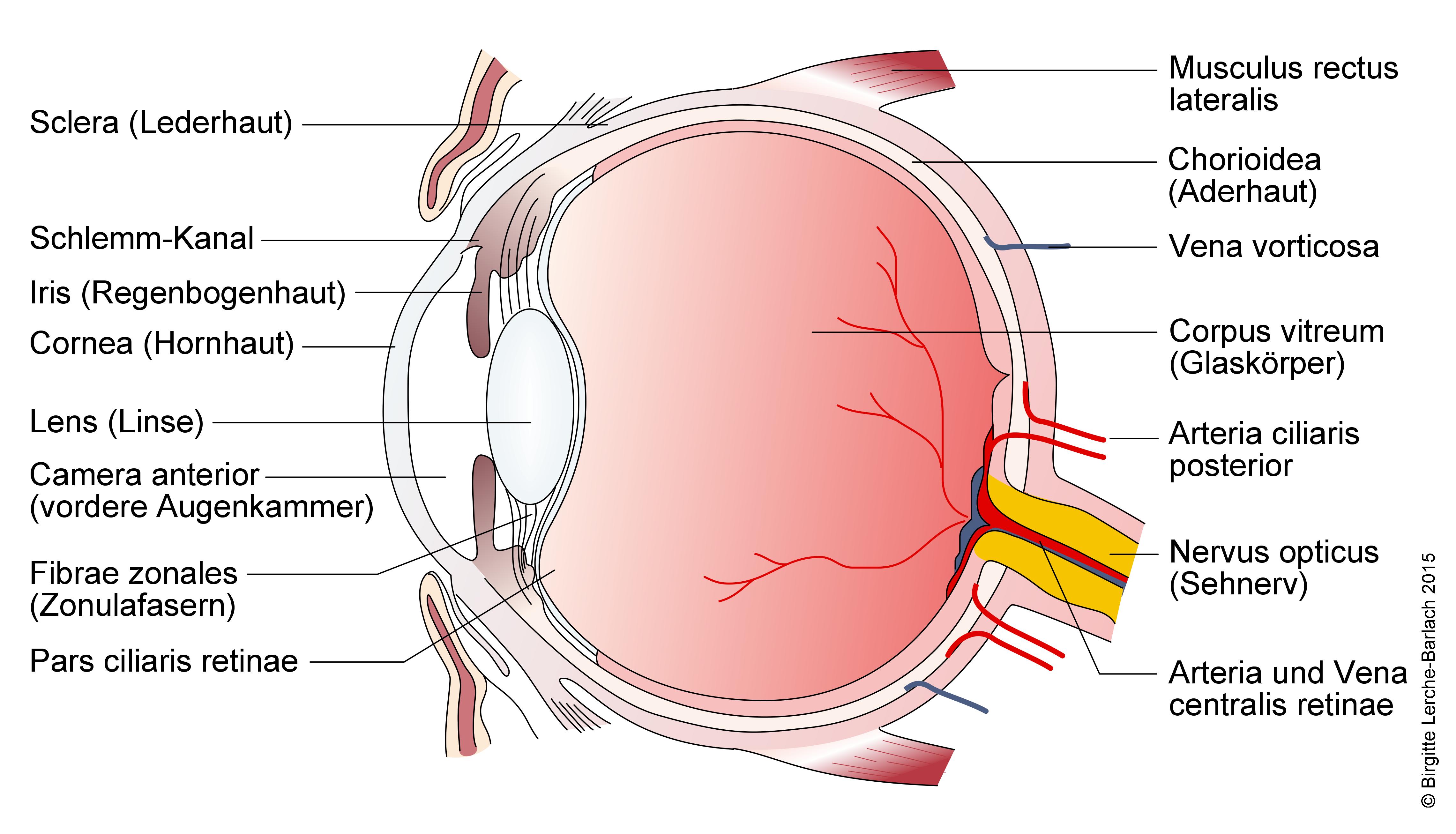 Auge, detaillierter Längsschnitt Auge, detaillierter Längsschnitt