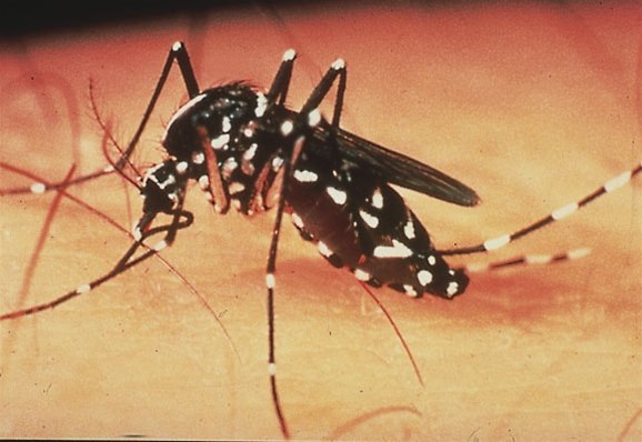 Gelbfiebermücke (Aedes aegypti) Gelbfiebermücke (Aedes aegypti)