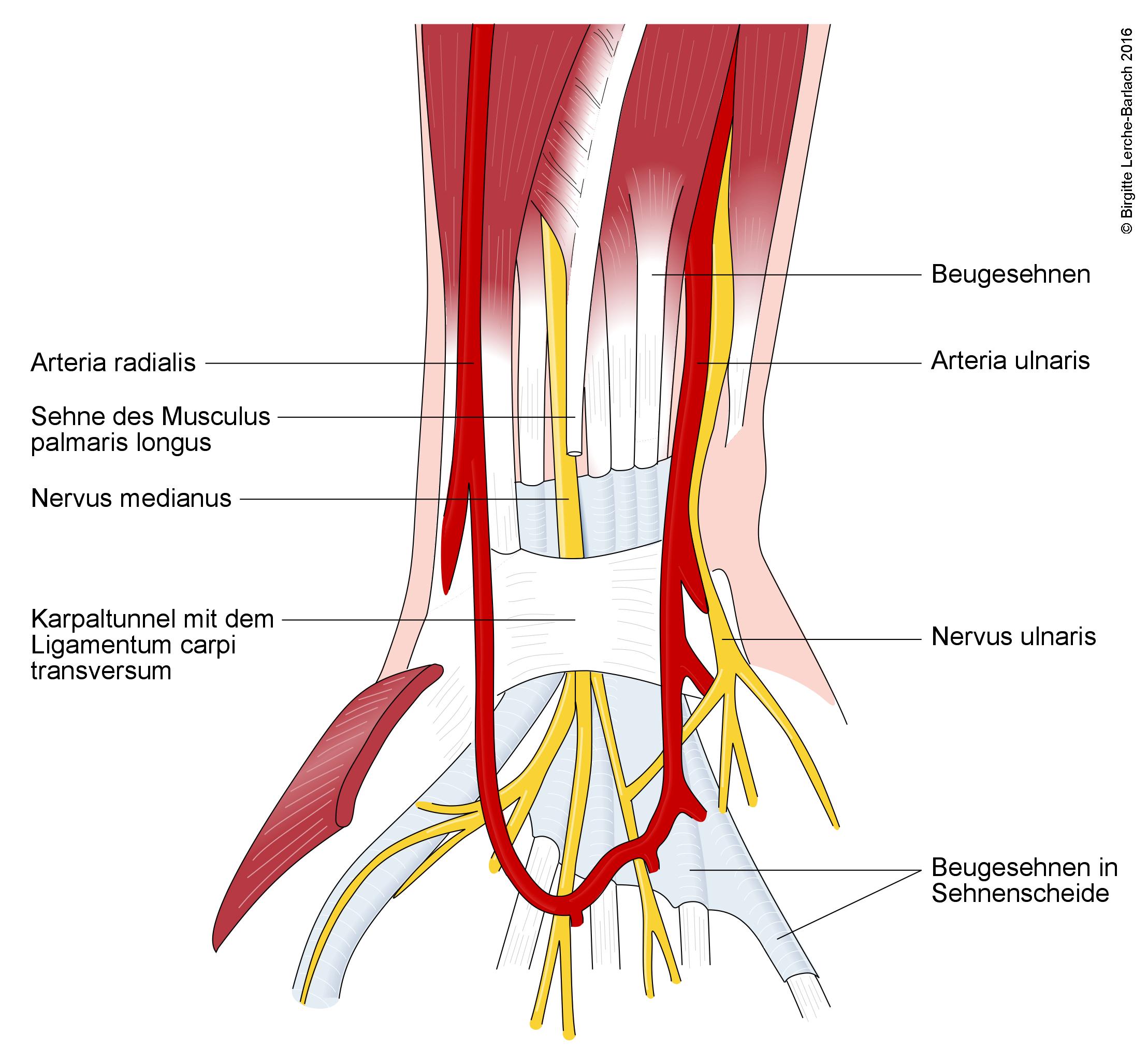 Karpaltunnelsyndrom, Anatomie und Symptome.jpg Karpaltunnelsyndrom, Anatomie und Symptome.jpg