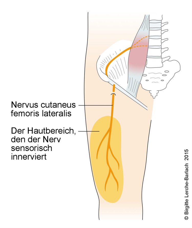 491-nervus-cutaneus-femoris-lateralis.jpg 491-nervus-cutaneus-femoris-lateralis.jpg