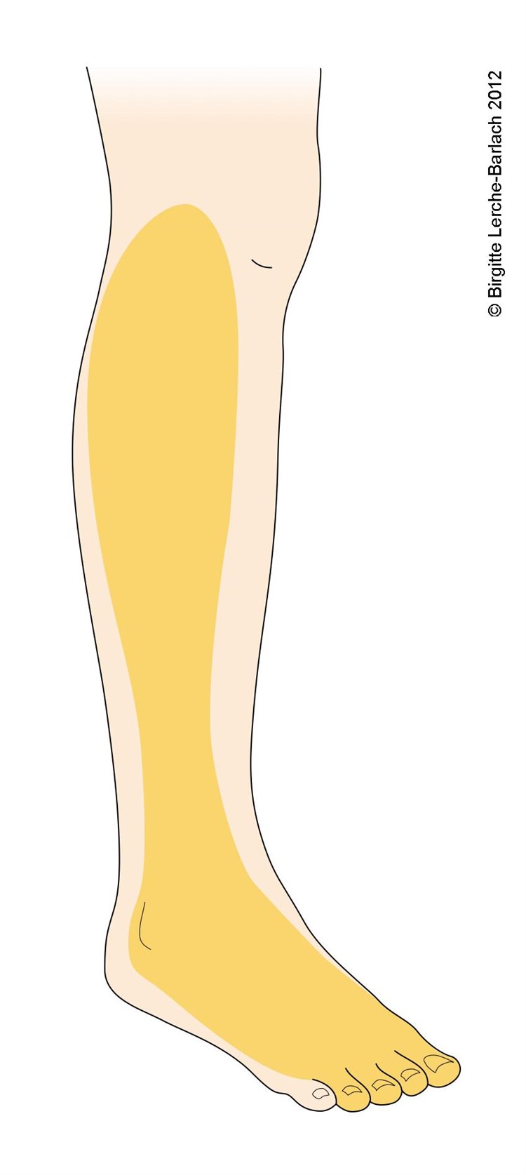 Das Versorgungsgebiet des Nervus fibularis communis Das Versorgungsgebiet des Nervus fibularis communis