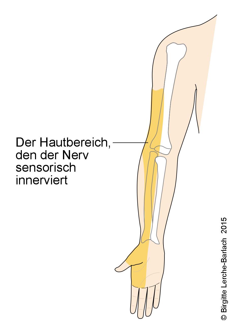 Nervus radialis.jpg Nervus radialis.jpg