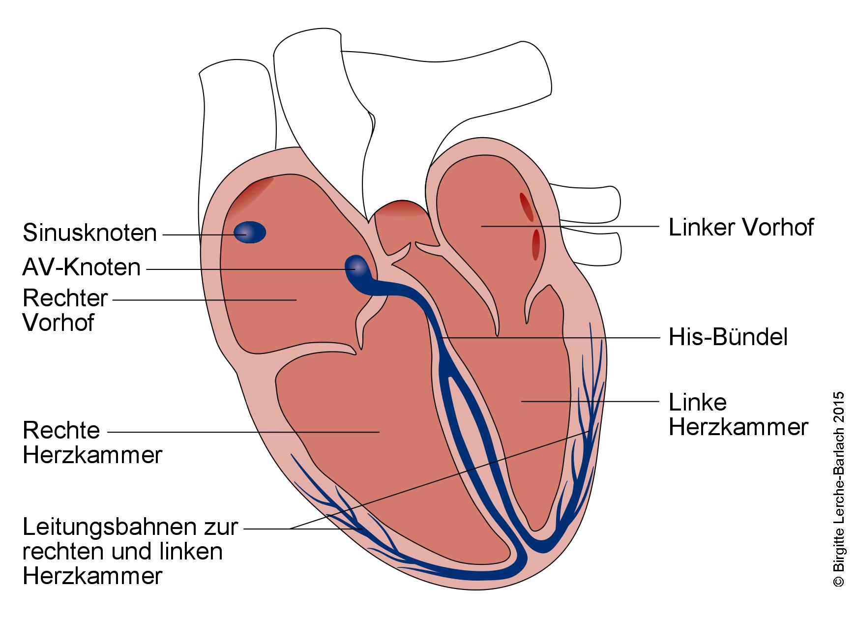 Leitungssystem des Herzens Herz Leitungssystem.jpg