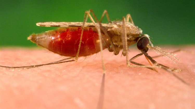 Anopheles-Mücke bei der Blutmahlzeit (Foto: James Gathany, PHIL – CDC) Anopheles-Mücke bei der Blutmahlzeit.