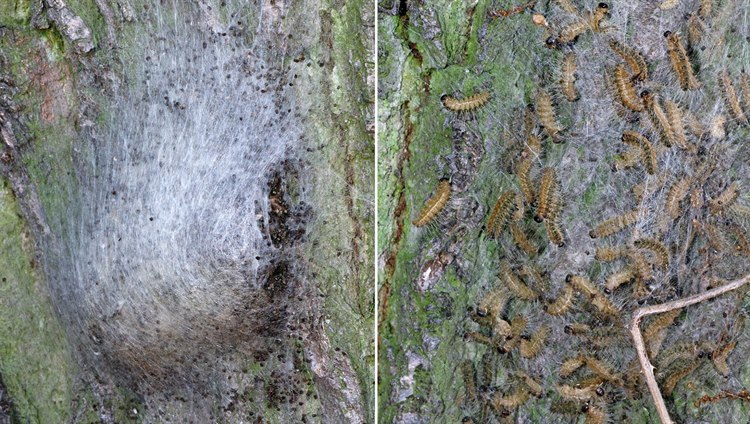 Eichenprozessionsspinner an einer Eiche (Quelle: Wikimedia Commons) ThaumetopoeaProcessionea1.jpg